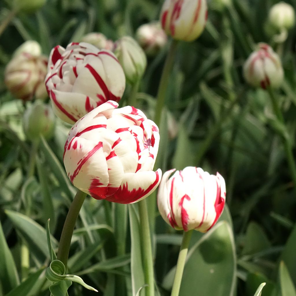 Tulipe double tardive Carnaval de Nice