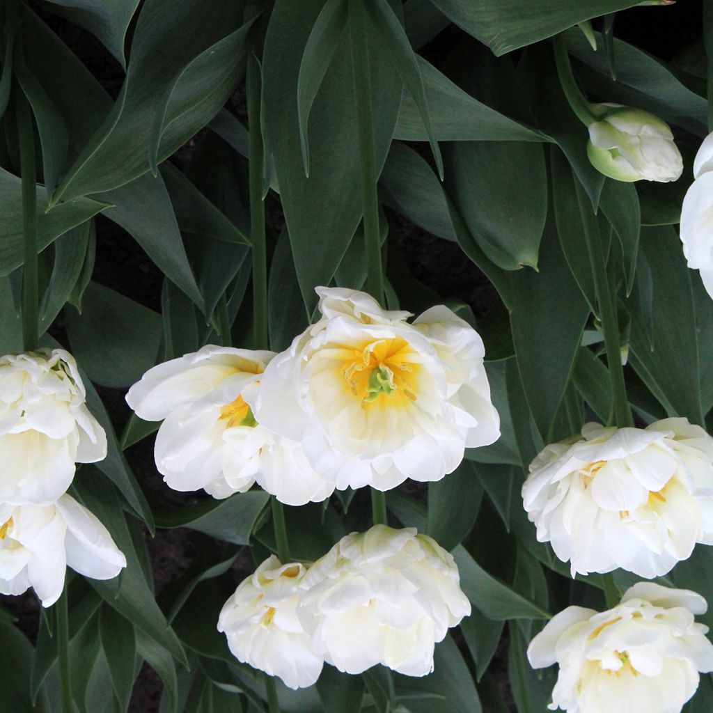 Tulipe double tardive Cool