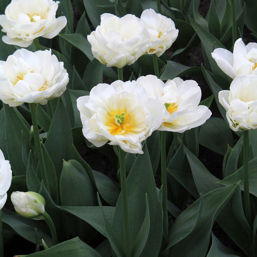 Tulipe double tardive Cool