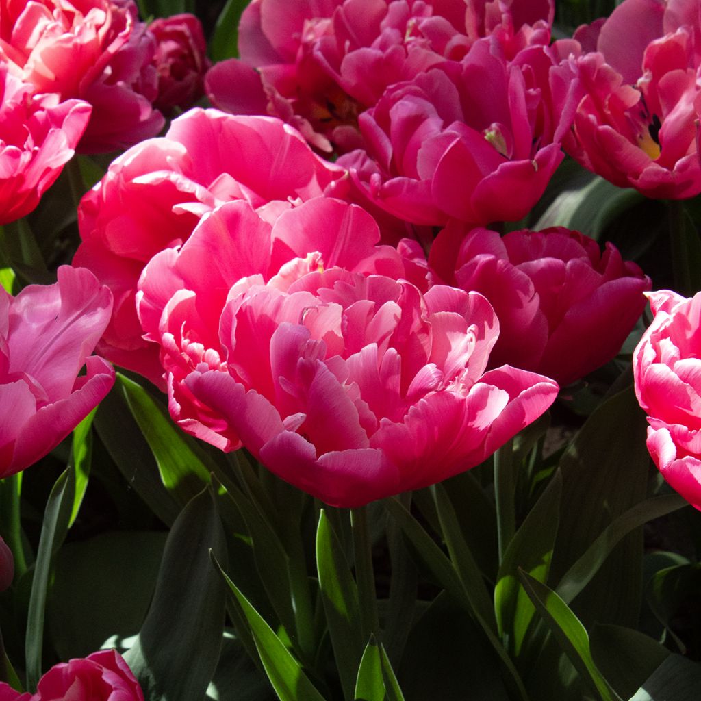 Tulipa Dobrada tardia Sunset Tropical