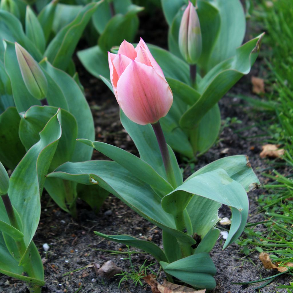 Tulipe fosteriana Albert Heijn
