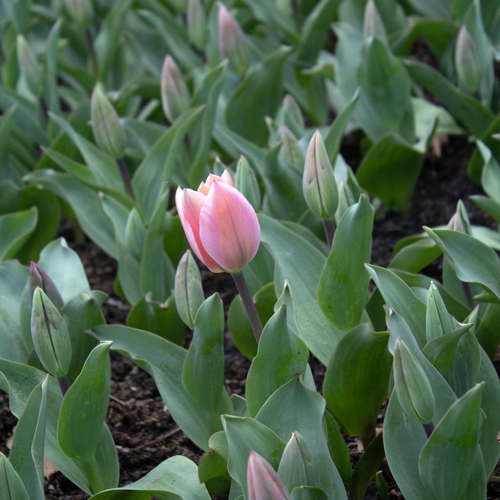 Tulipa fosteriana Albert Heijn