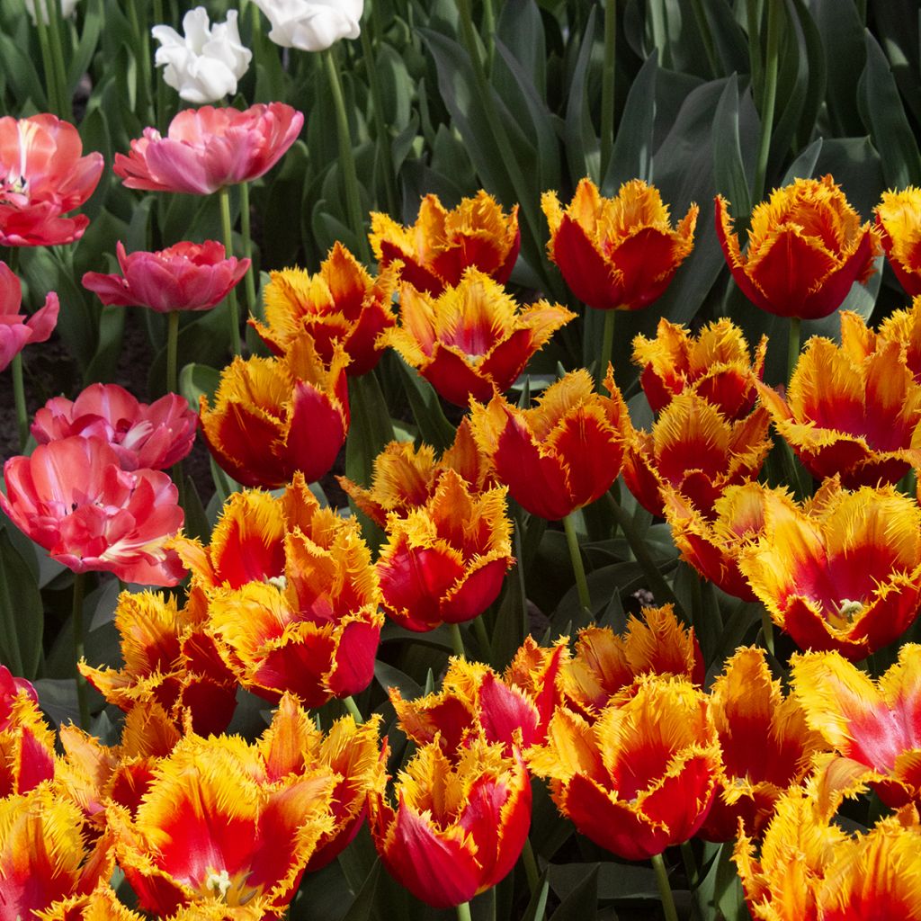 Tulipe fosteriana Sweetheart