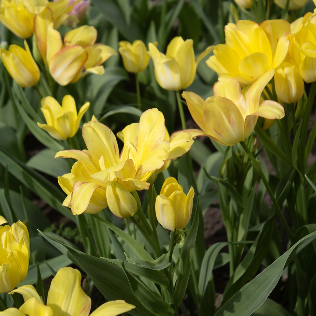 Tulipe pluriflore Sunshine Club