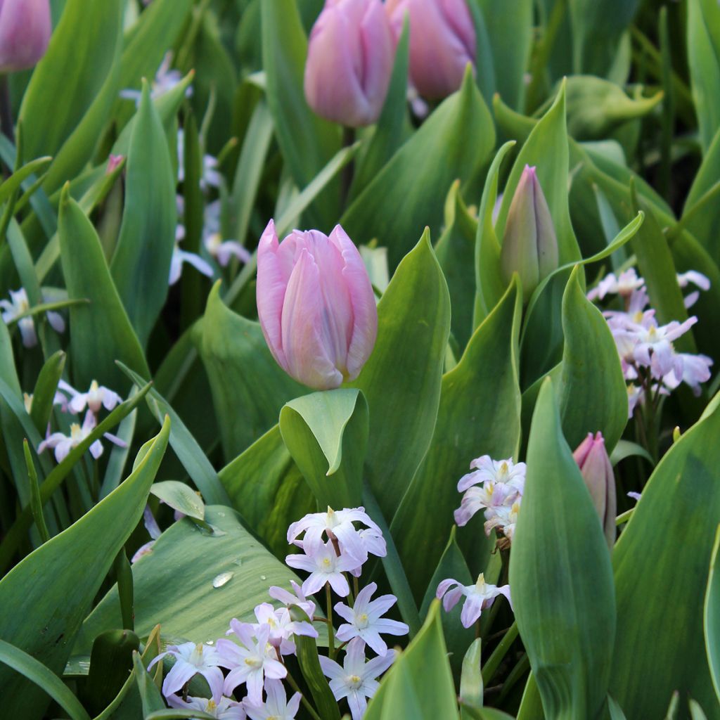 Tulipe simple hâtive Candy Prince
