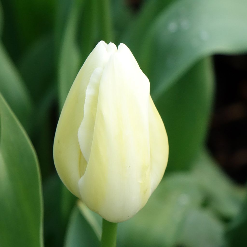 Tulipa Simples tardia Maureen