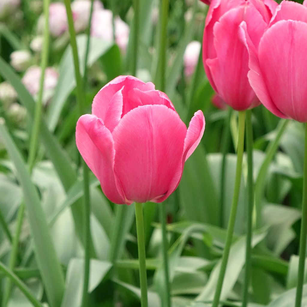 Tulipa Simples tardia Yosemite