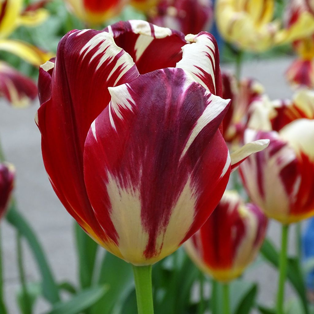 Tulipano Trionfo Grand Perfection