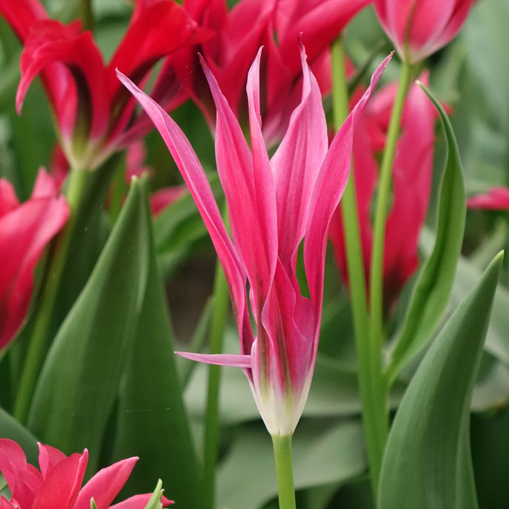 Tulipe viridiflora Doll's Minuet