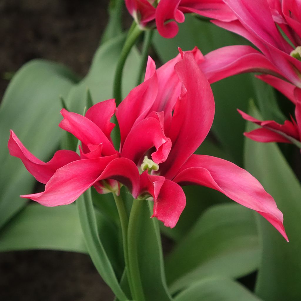 Tulipa viridiflora Dolls Minuet