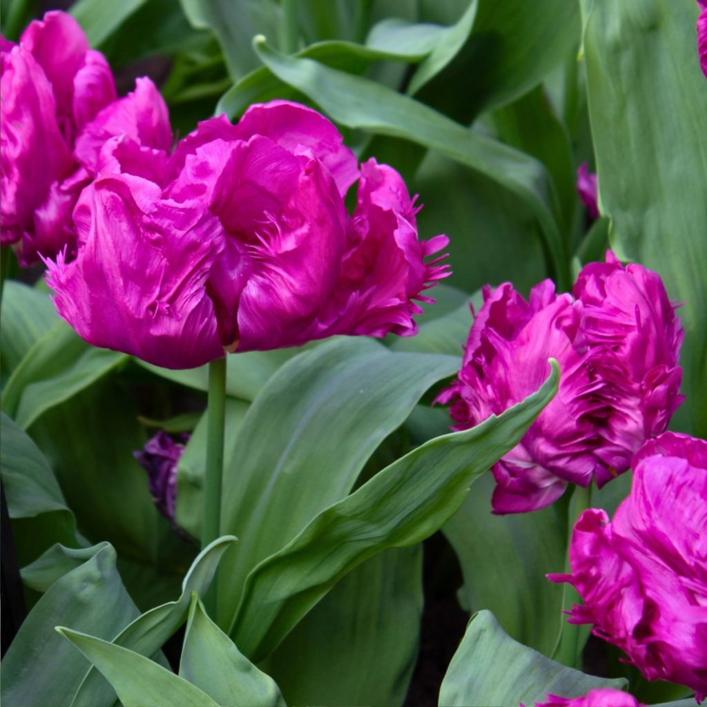 Tulipe Perroquet Parrot Prince