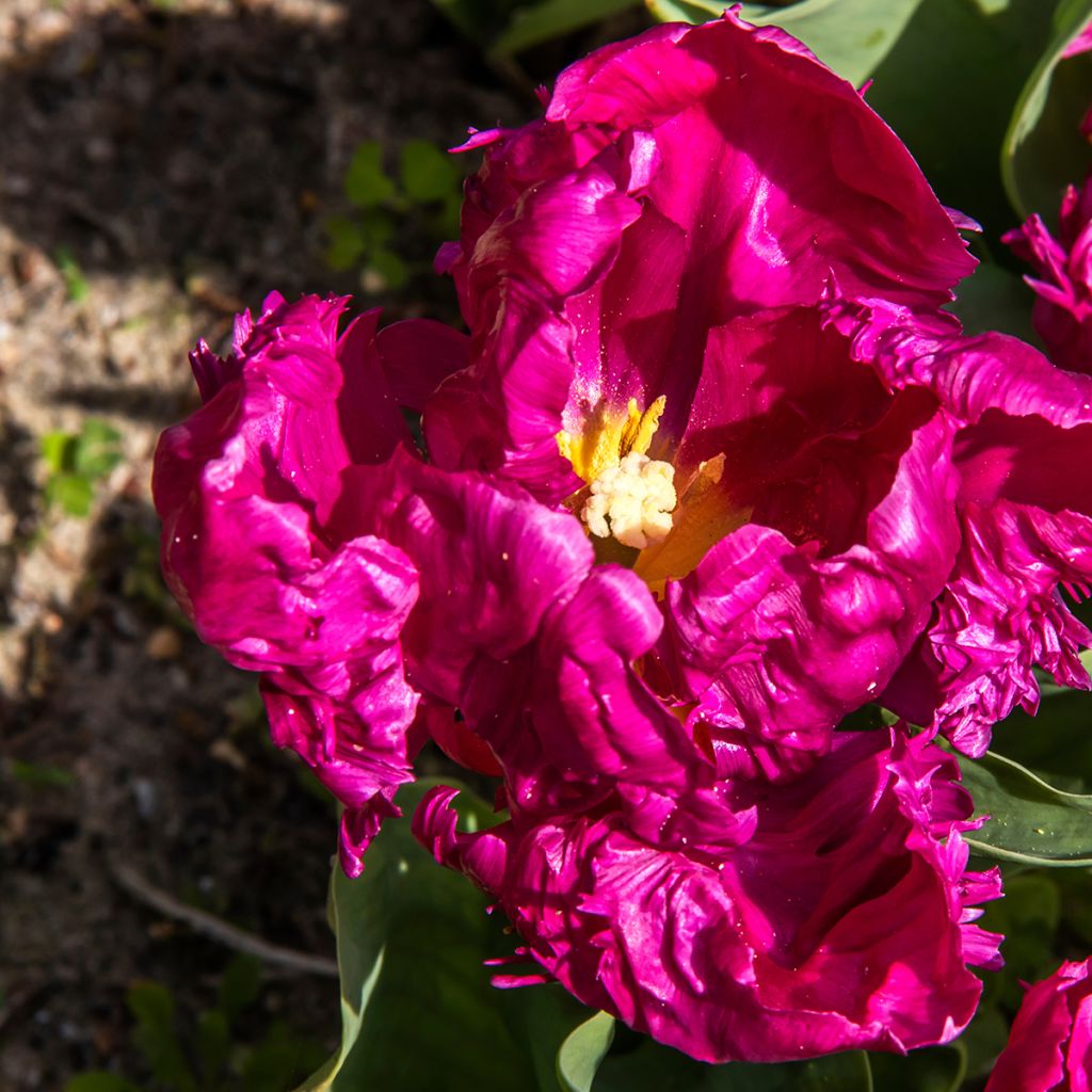 Tulipe Perroquet Parrot Prince