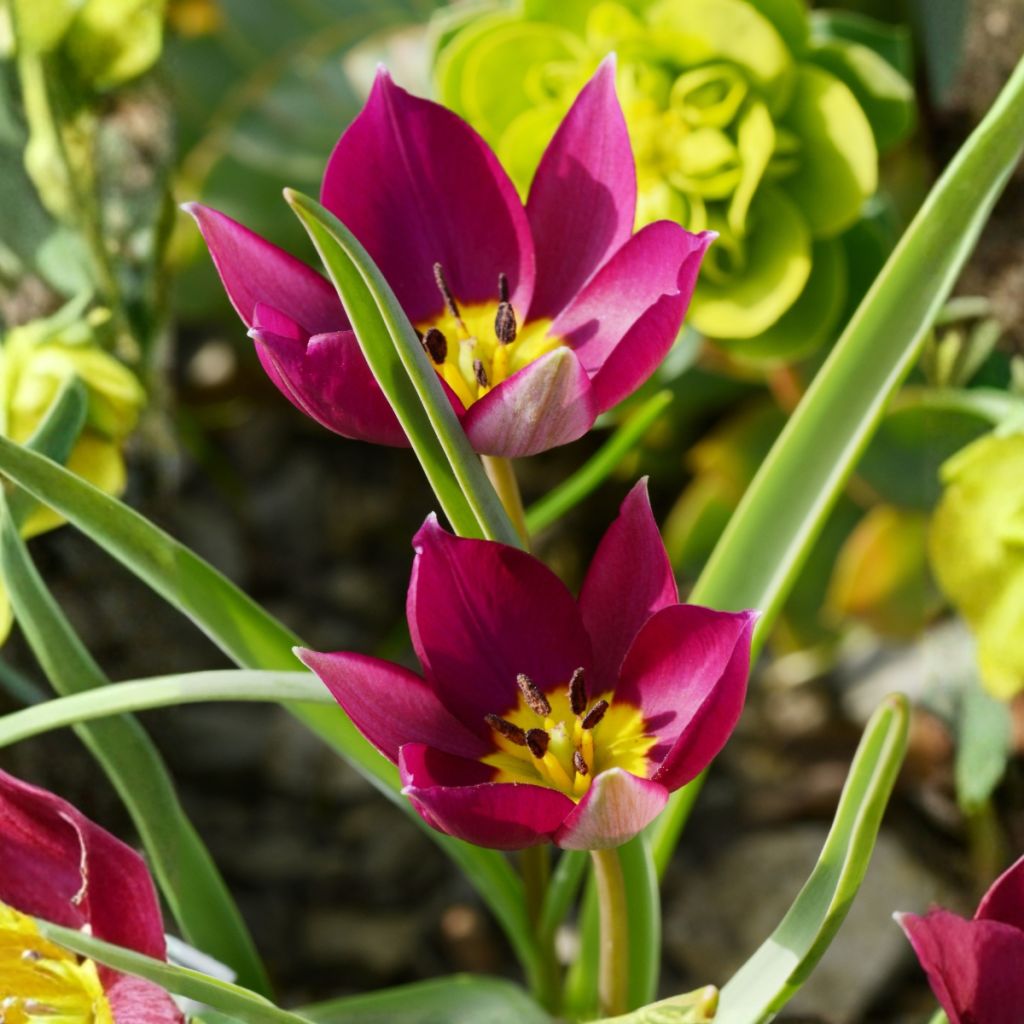 Tulipe botanique humilis Odalisque