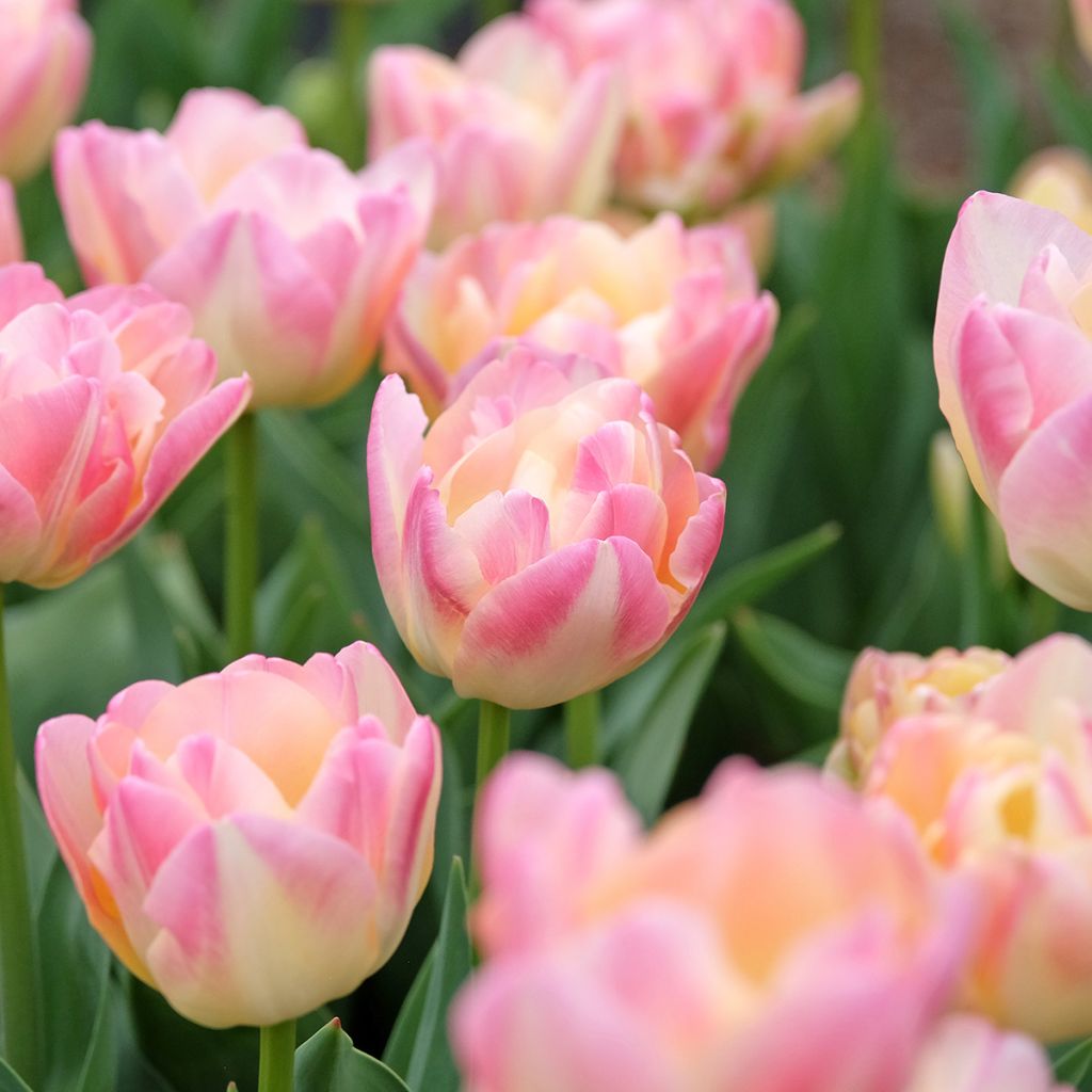 Tulipe double tardive Crème Up Star