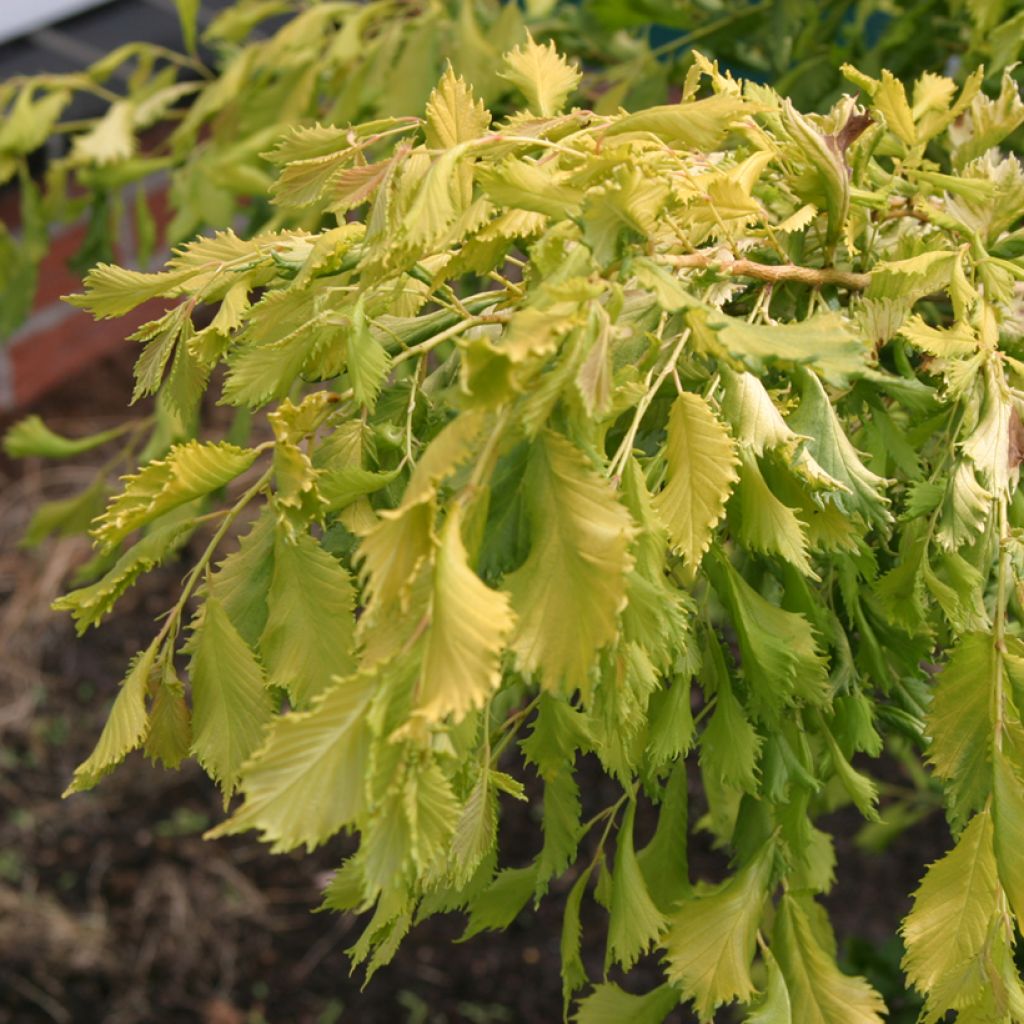 Ulmus minor Viminalis Aurea - Orme à petites feuilles