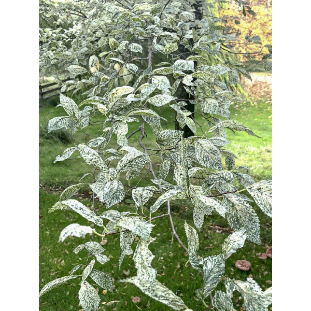 Ulmus minor Argenteovariegata