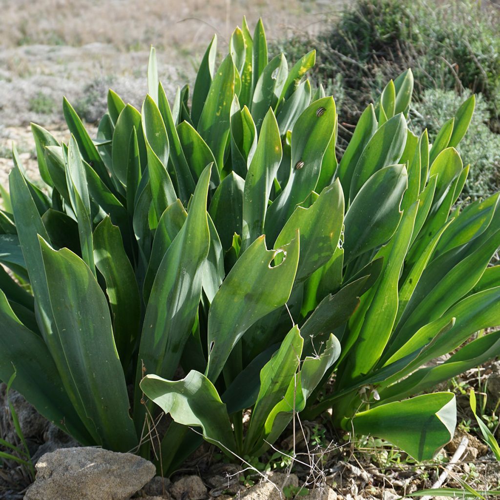 Urginea maritima - Scille de mer