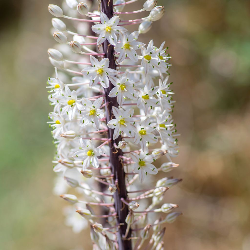 Urginea maritima - Scille de mer