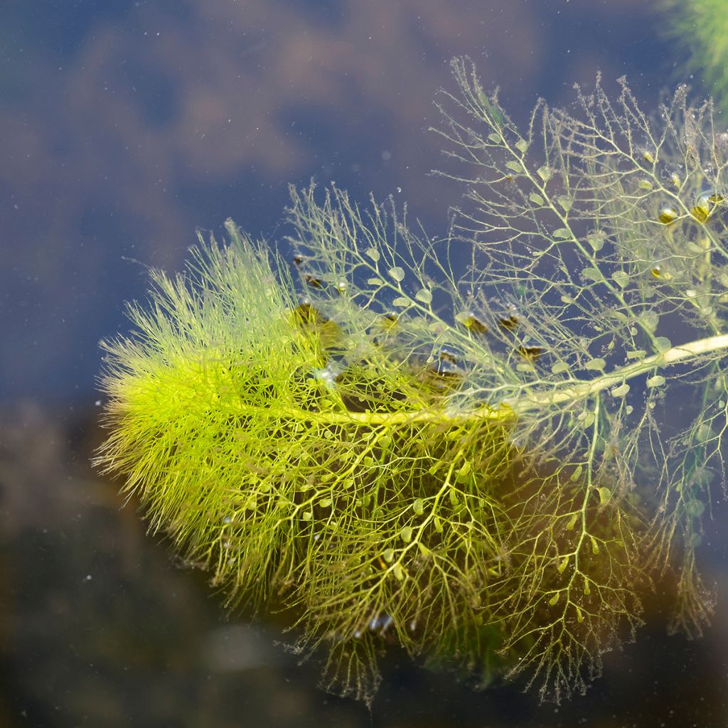 Utricularia vulgaris - Utriculaire commune