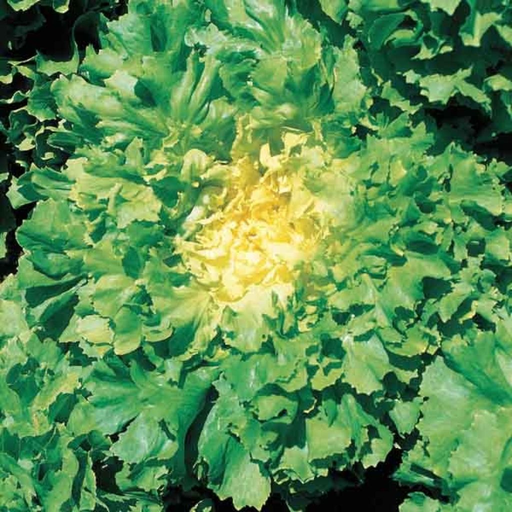 Laitue chicorée/scarole Endive Natacha