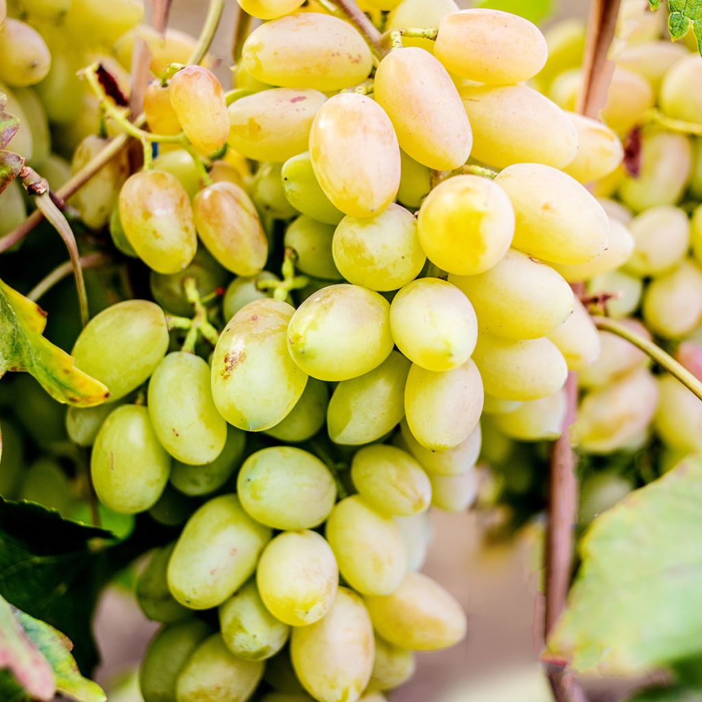 Vigne de table Francese Bianca, Blanche de France - Vitis