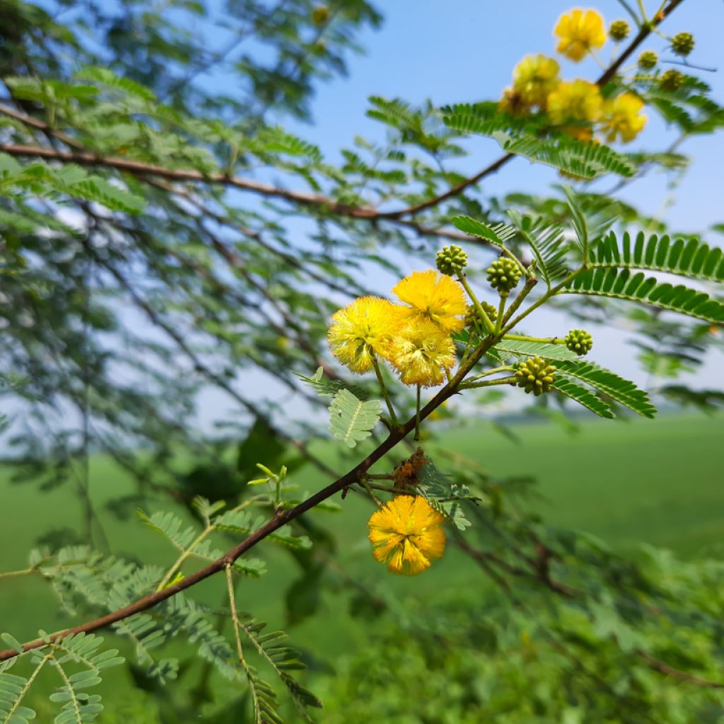 Vachellia farnesiana