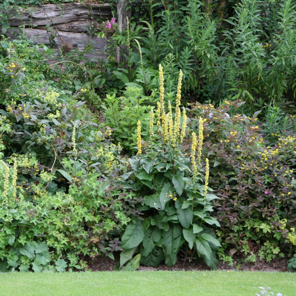 Verbascum Hybride Cotswold Queen