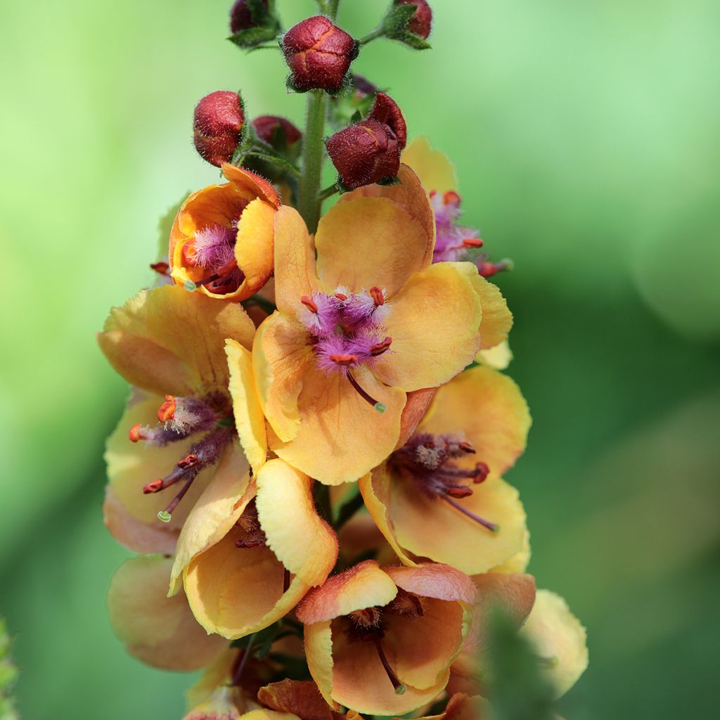Verbascum Clementine - Molène hybride