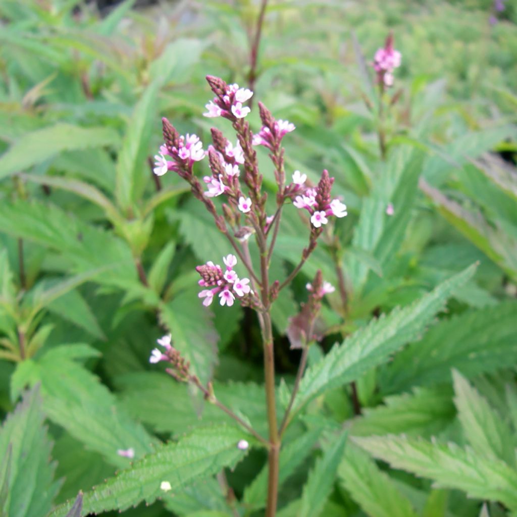 Verbena hastata Pink Spires - Verveine hastée
