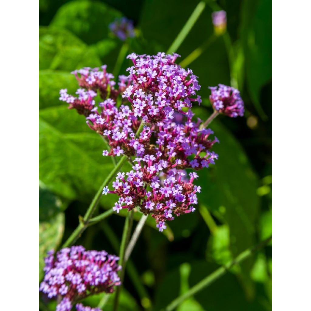 Verbena bonariensis - Verbena de Buenos Aires
