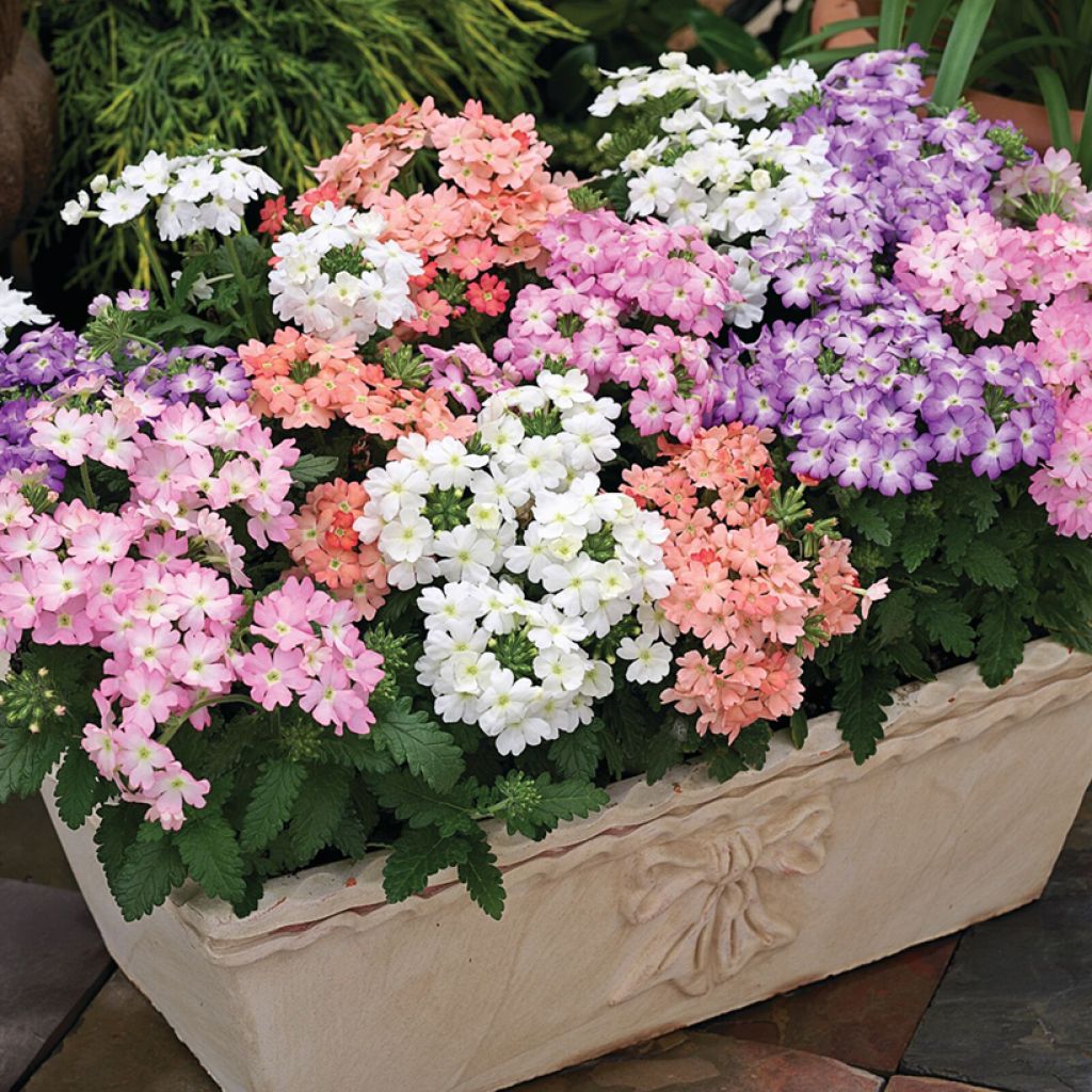 Graines de Verveine des Jardins en mélange Tuscani Pastel