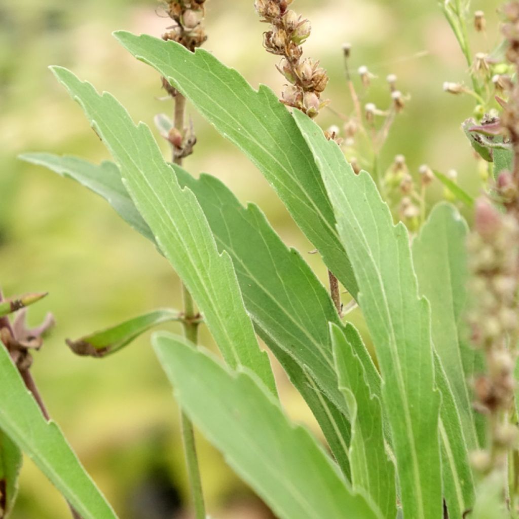 Veronica spicata Baby Blue