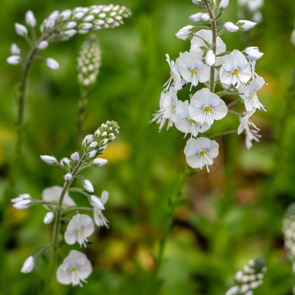 Veronica  gentianoides Tissington White - Véronique du Caucase
