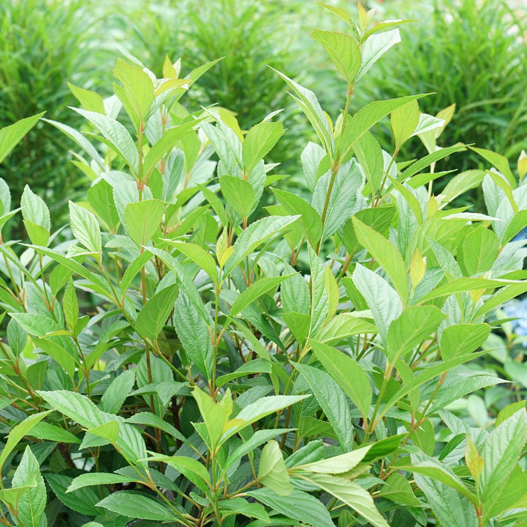 Viburnum bodnantense × suspensum Sweet Talker - Viburno-de-Bodnant