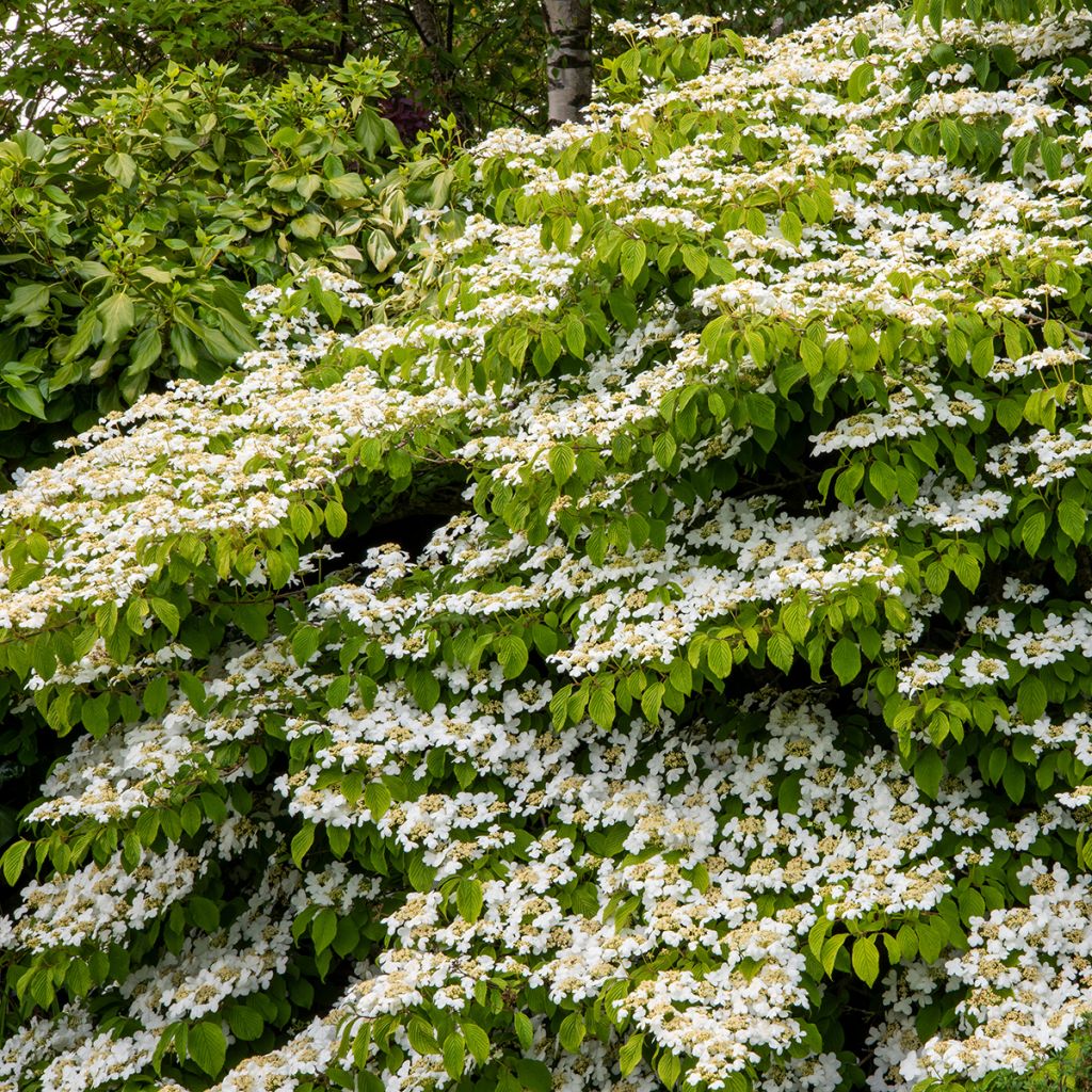 Viorne de Chine - Viburnum plicatum Mariesii Great Star