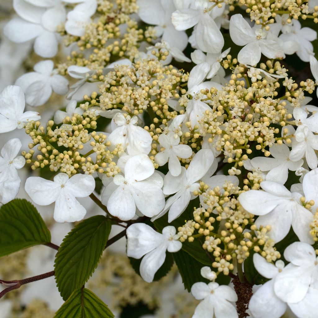 Viorne de Chine - Viburnum plicatum Mariesii Great Star
