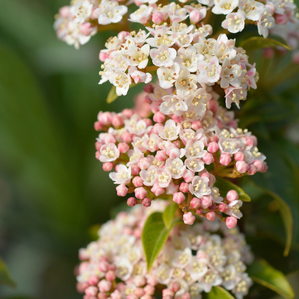 Viburnum tinus Eve Price - Laurier tin