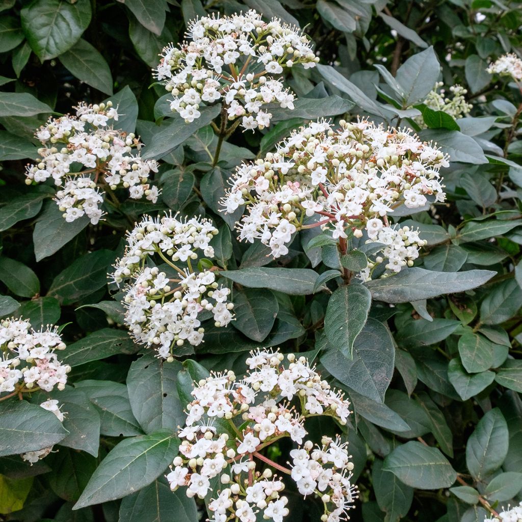 Viburnum tinus Eve Price - Laurier tin
