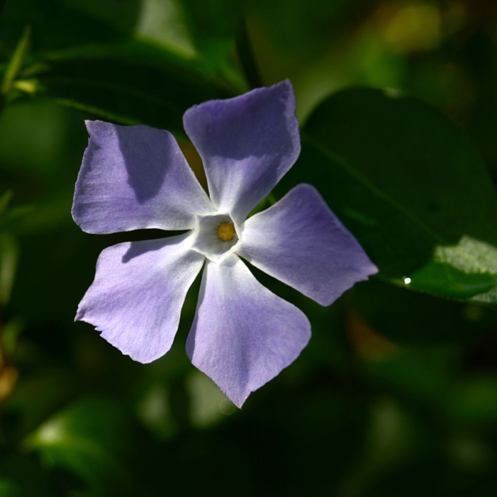 Pervinca-maior  - Vinca major