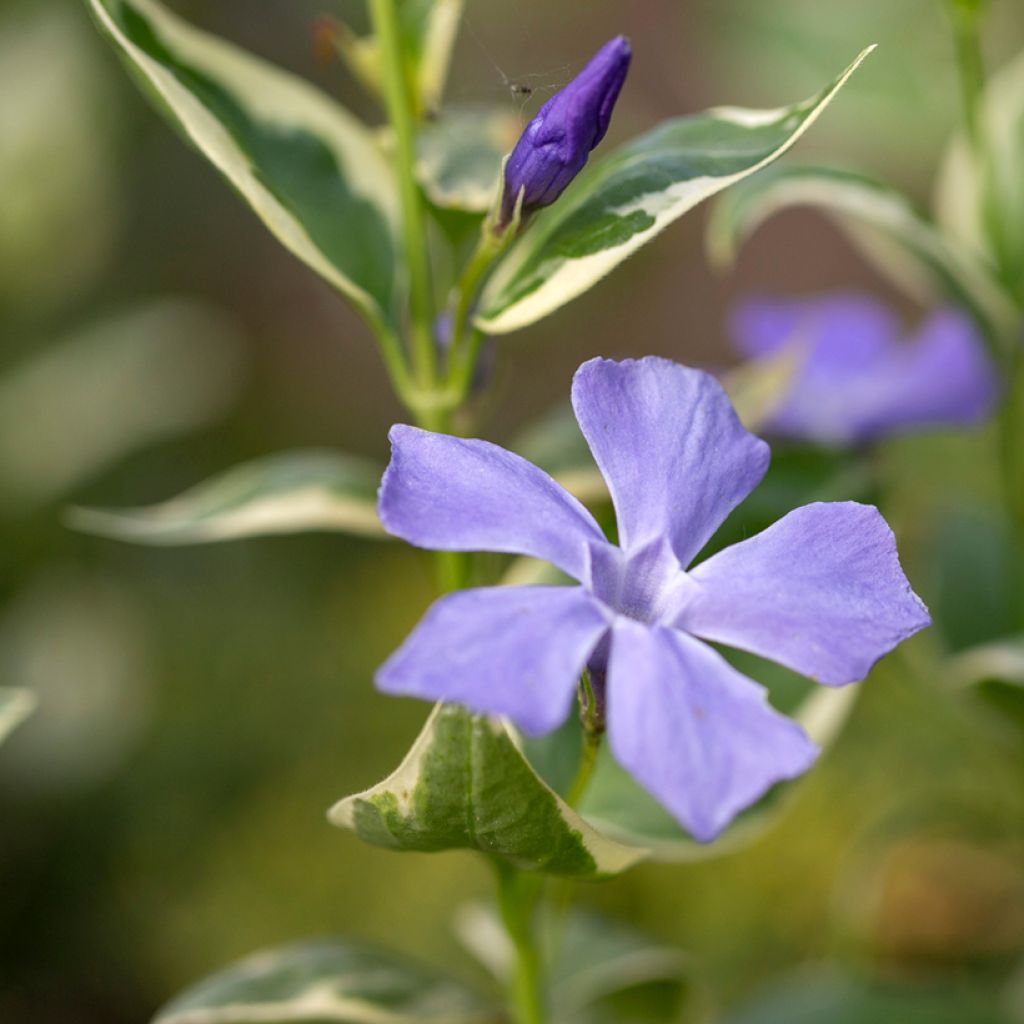 Vinca major Variegata - Grande Pervenche panachée