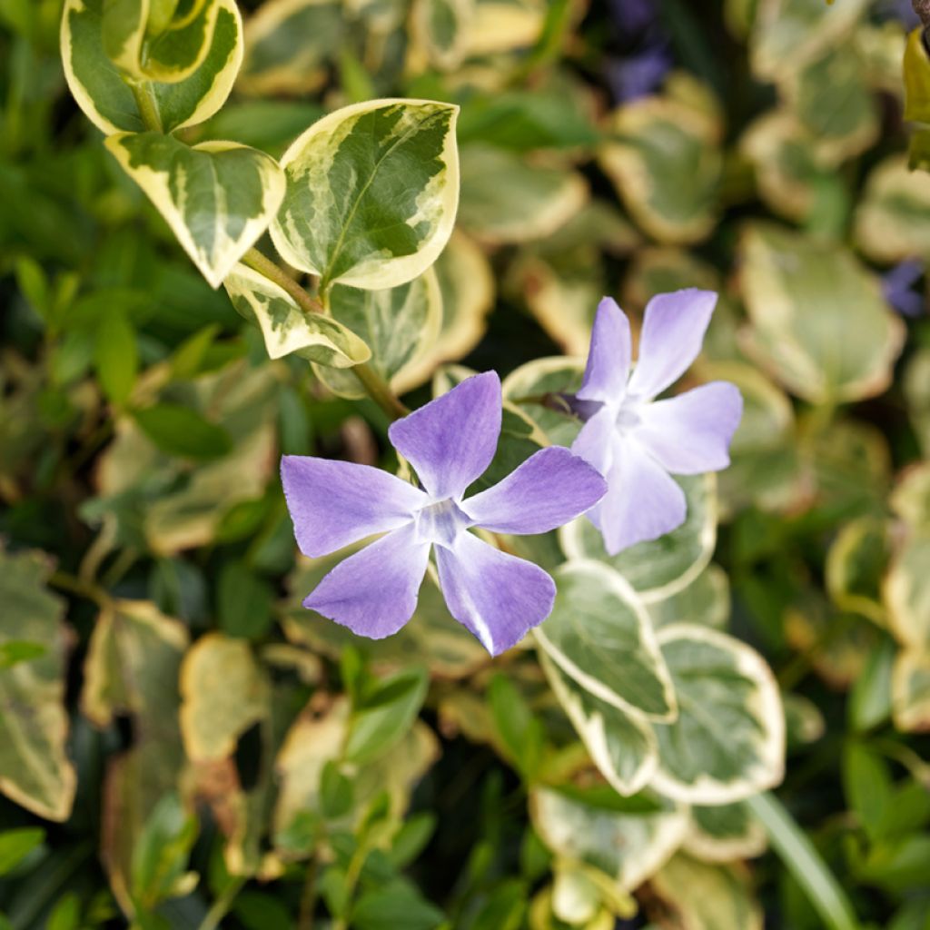 Pervinca-maior Variegata