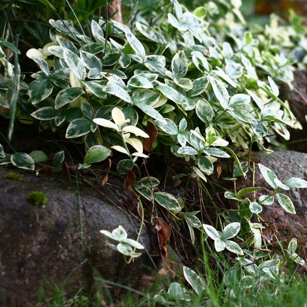 Vinca minor Argenteovariegata - Pervenche panachée à petites fleurs