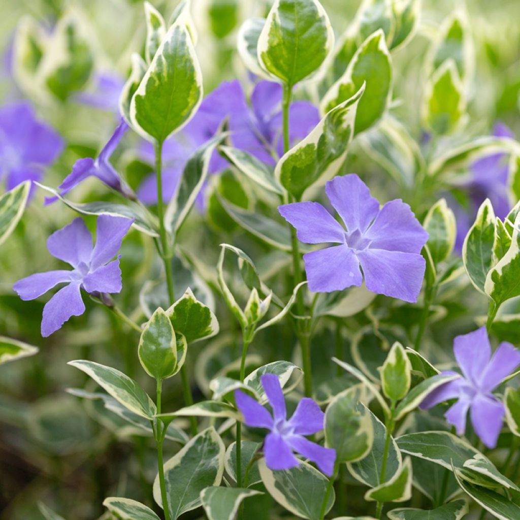 Vinca minor Argenteovariegata - Pervenche panachée à petites fleurs