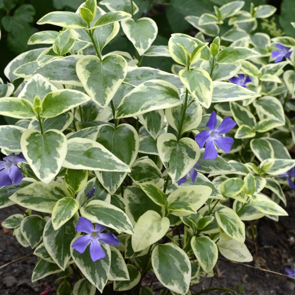 Vinca minor Argenteovariegata - Pervenche panachée à petites fleurs