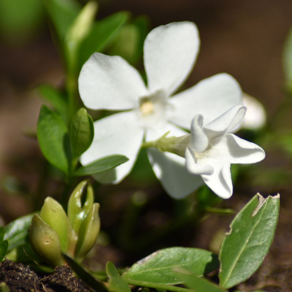 Vinca minor Elisa - Pervenche à petites fleurs