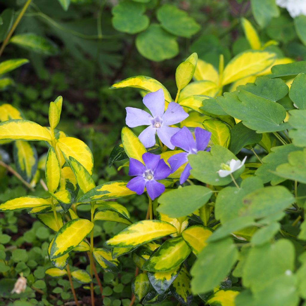 Vinca minor Illumination - Pervenche panachée à petites fleurs