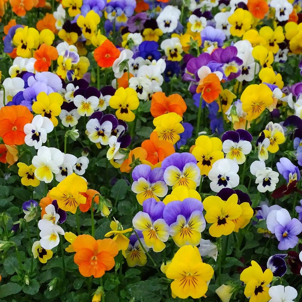 Viola cornuta Butterfly en mélange Mini-motte