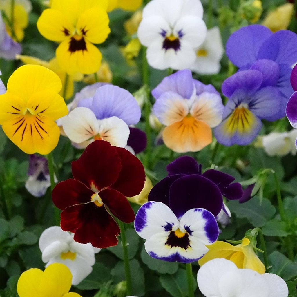 Viola cornuta Butterfly en mélange Mini-motte