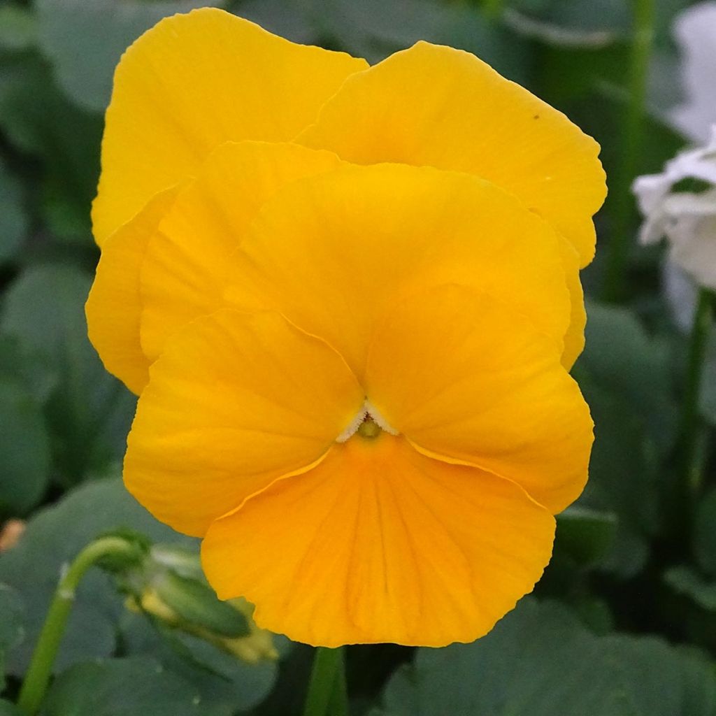 Viola cornuta Prim Up Citrus mélange