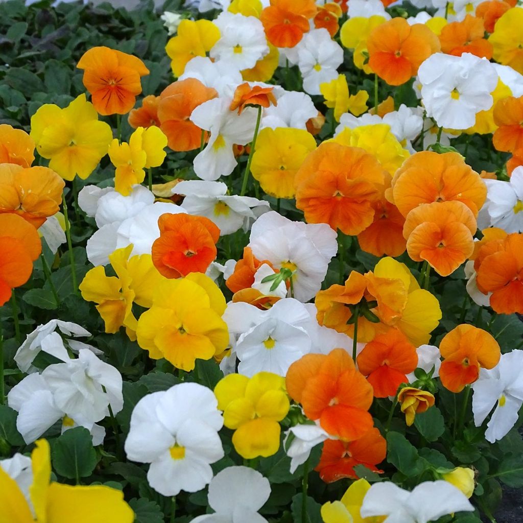 Viola cornuta Prim Up Citrus mélange